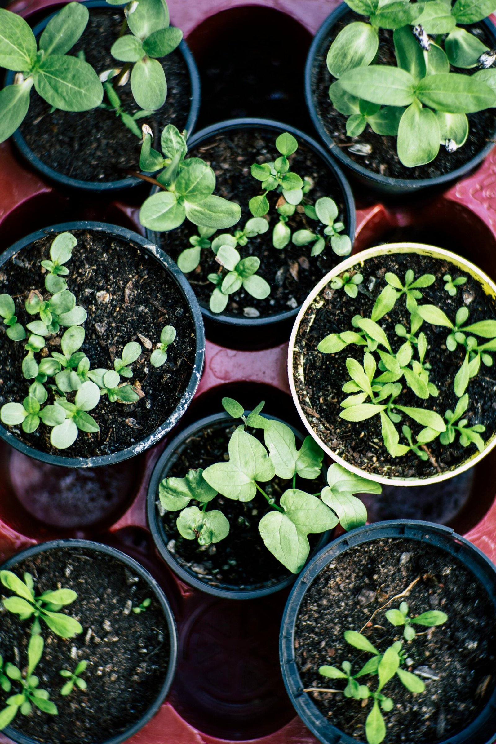Top view of multiple pots with herb seedlings growing in soil, ideal for gardening enthusiasts.